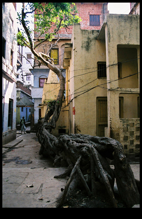 Tree in Varanasi