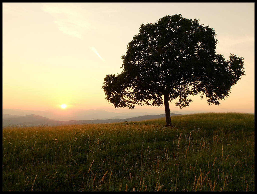 Late Summer Sunset With Tree