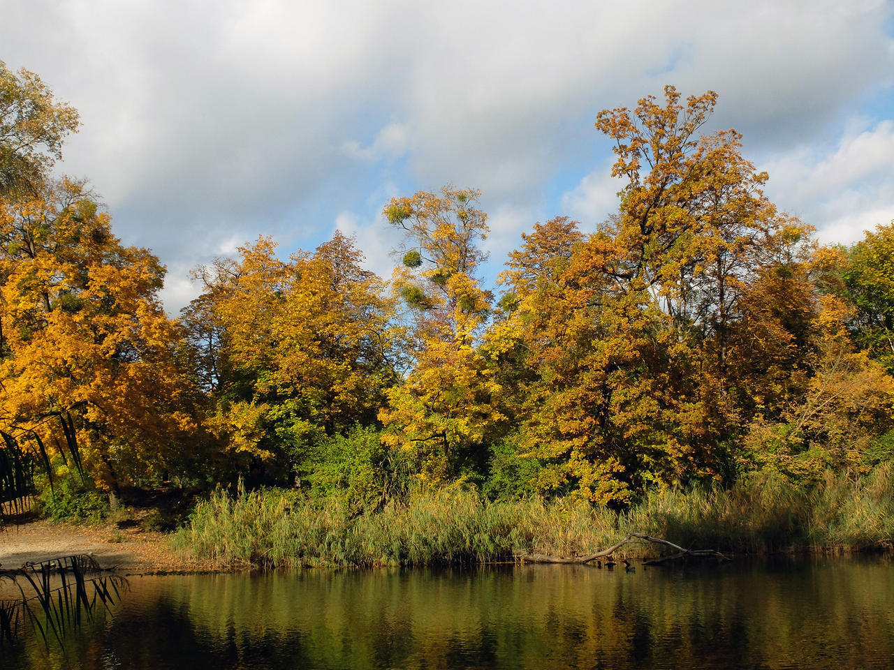 Autumn Woods