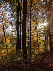 Wiener Wald