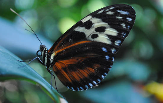 Butterfly conservatory 1