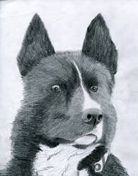 Karelian bear dog