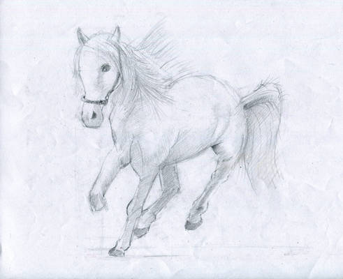 Horse sketch