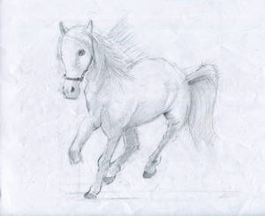 Horse sketch