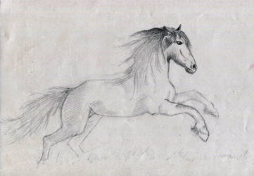 Another horse sketch