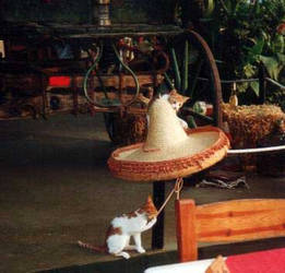 Cats in Mexico