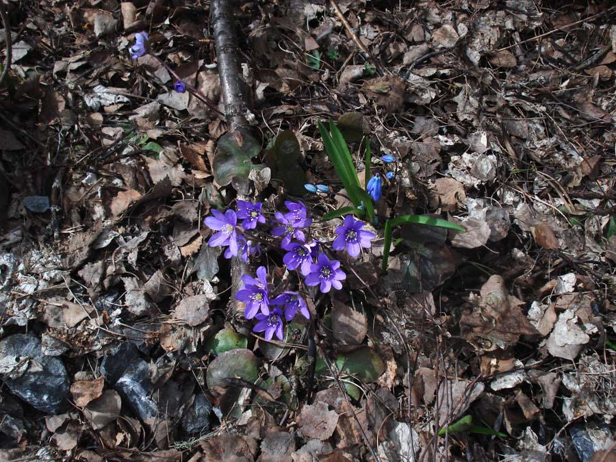 The first flowers of spring