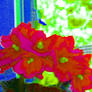 African Violets II