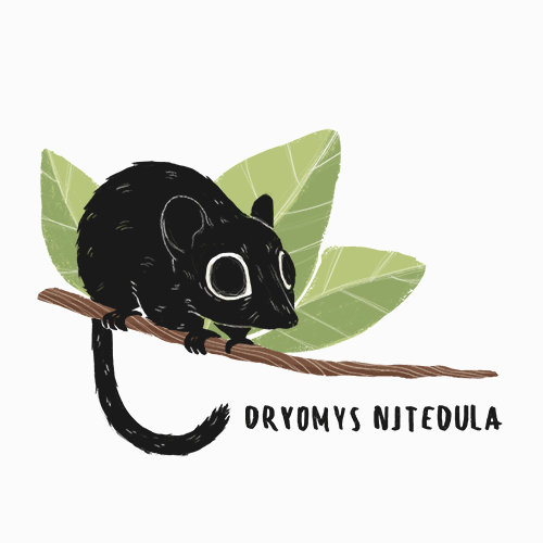 Dryomys by TanitaKawKaw on DeviantArt