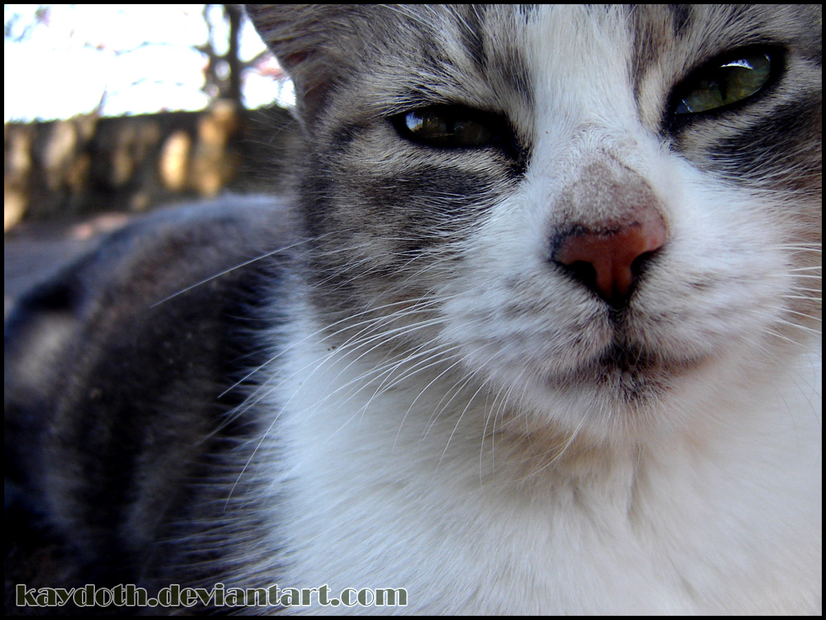 Alan The School Cat