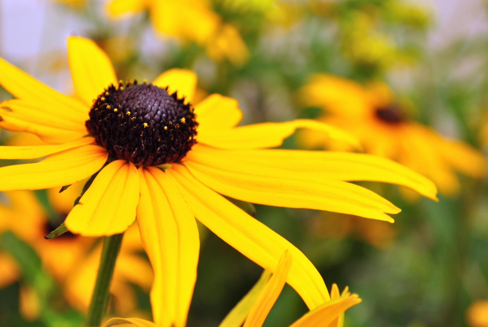 Yellow Fields