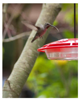 Little humming bird stopping in for a meal
