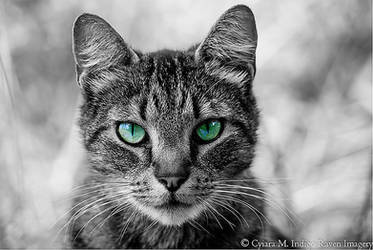 Green eyed cat.