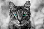 Green eyed cat. by FurBabyPhotography