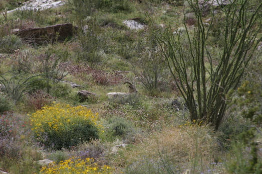 big horn sheep lamb