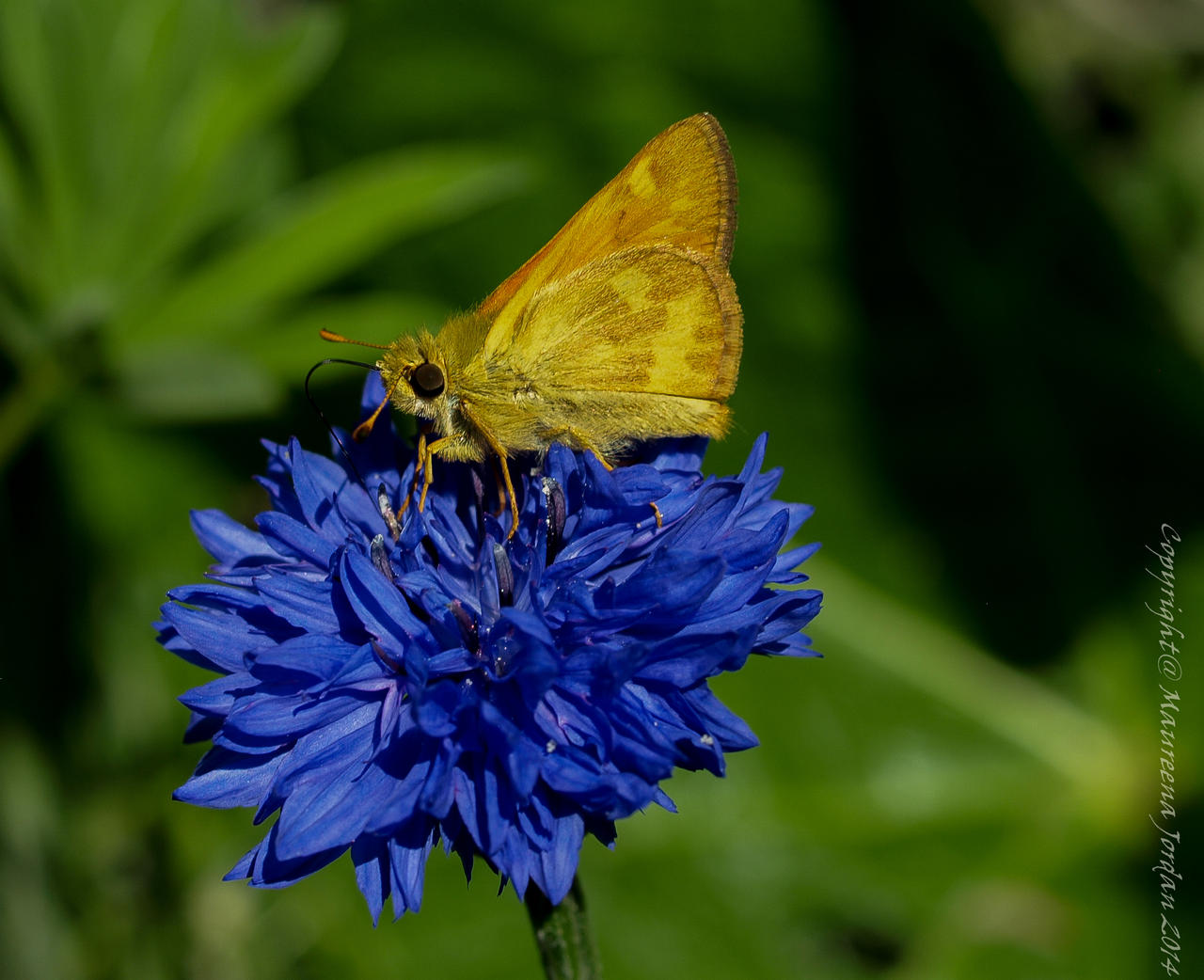 Brown Hesperiidae Pelopidas Butterfly