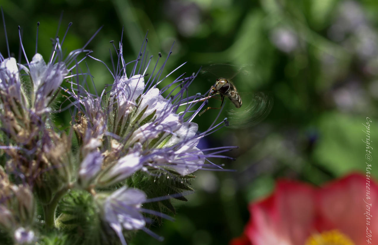 Hoverfly