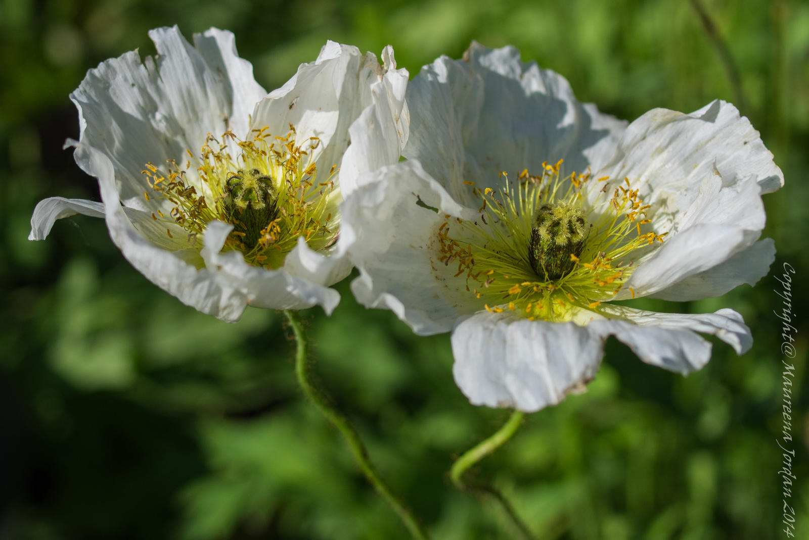 Two white poppies