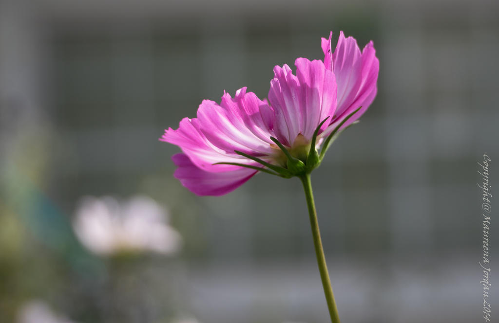 Pink Cosmos