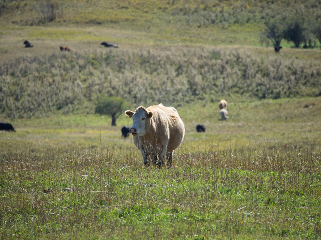 Looking for a duck settled for a cow