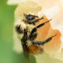 Bumblebee on Hollyhocks