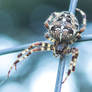 Cross Orb Spider