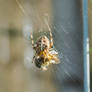 Cross-Orb Spider with a meal