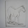 Horse drawing