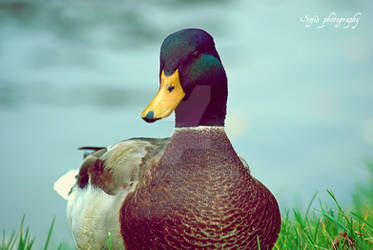 Duck close up