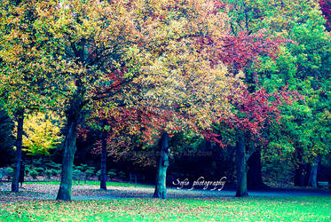 Autumn colors