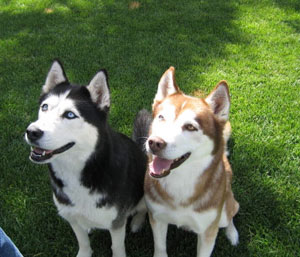 2husky