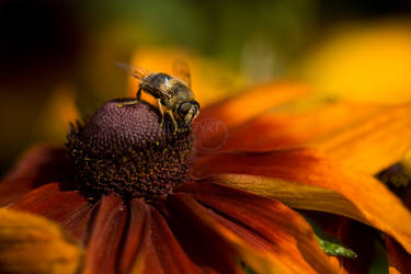 German honeybee