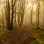 forest in fog