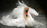 Swan Attitude by DarrenBailey
