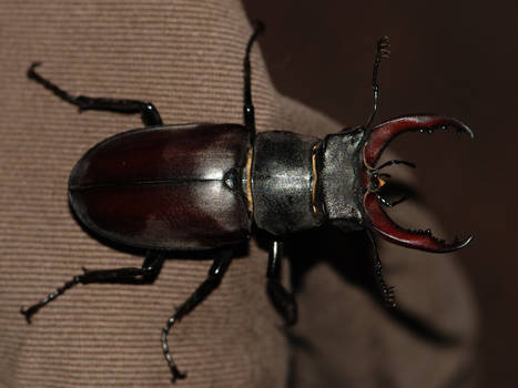 Stag Beetle