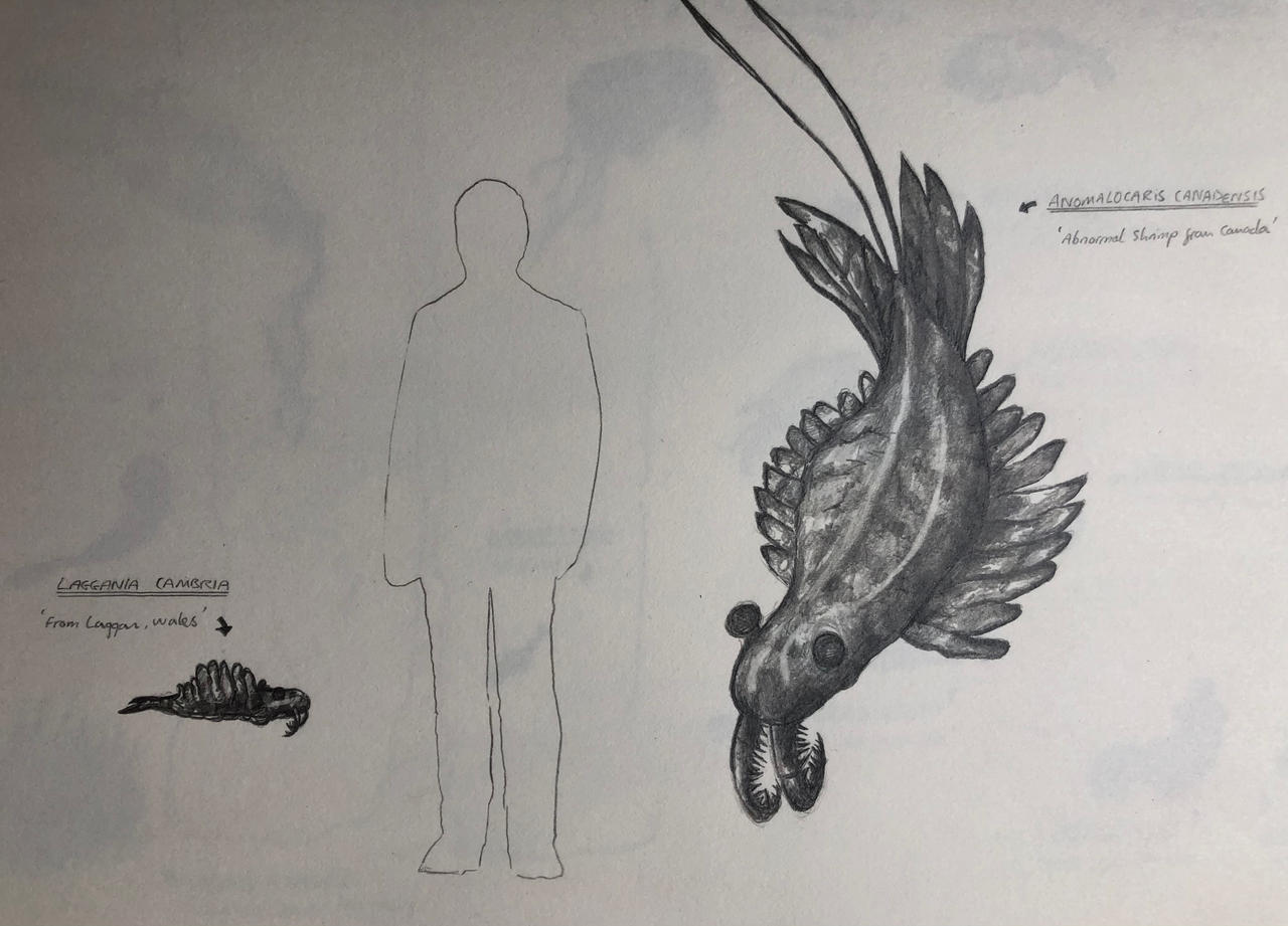 Anomalocaris Concept By Thoughtont On DeviantArt anomalocaris-concept-by-thoughtont-on-deviantart