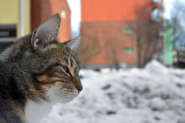 Window Cat