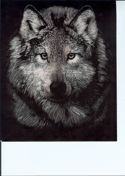 silver wolf