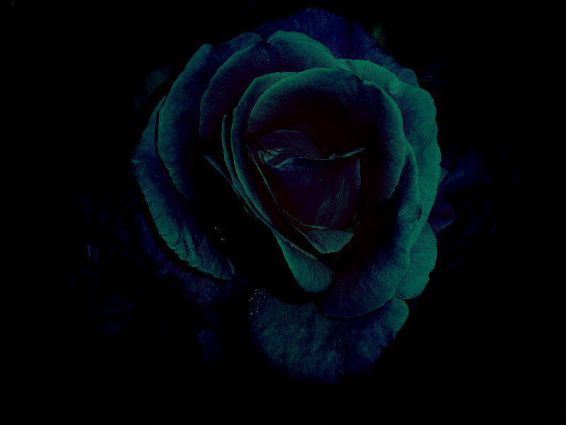 Black Rose