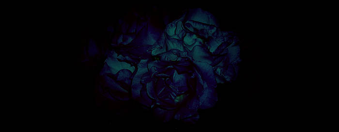 Black Rose II