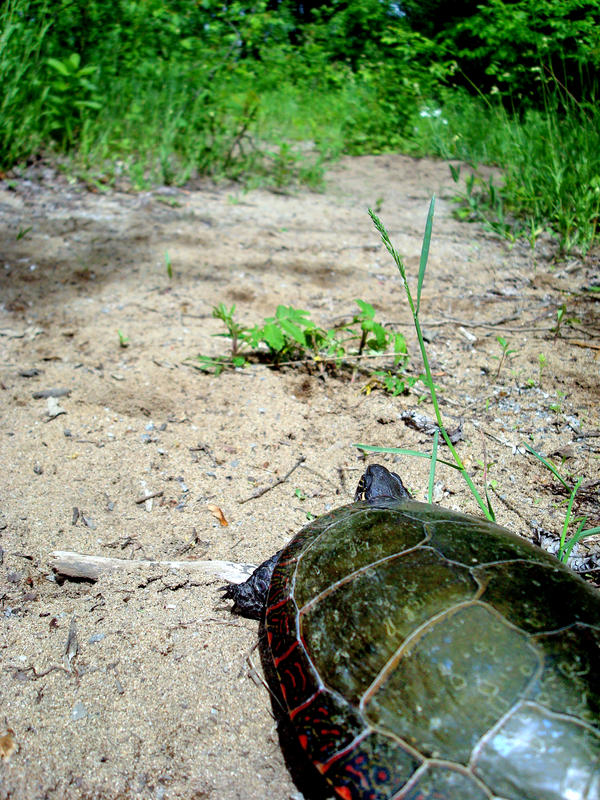 Turtle explorer 3 by Paqumath on DeviantArt