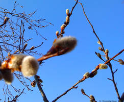 Fluff-Tree