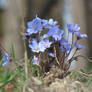 Blue spring flowers