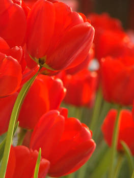 Red tulips