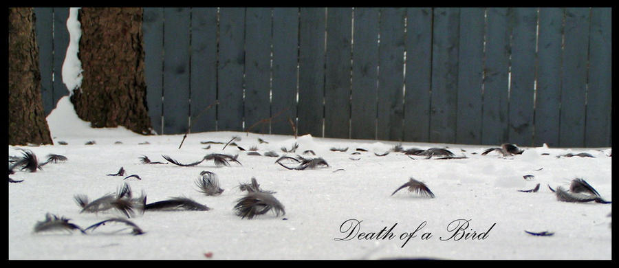 Death of a Bird