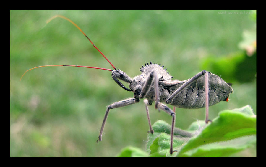 Wheel Bug