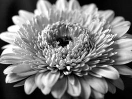 gerbera b-w series