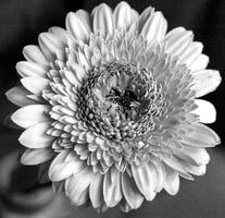 gerbera b-w series II