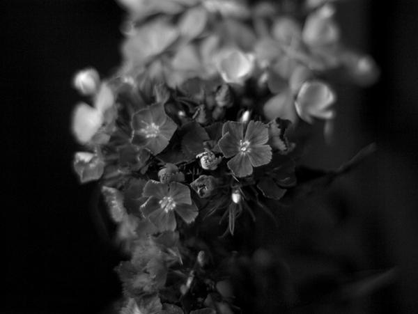 flowers b-w series III