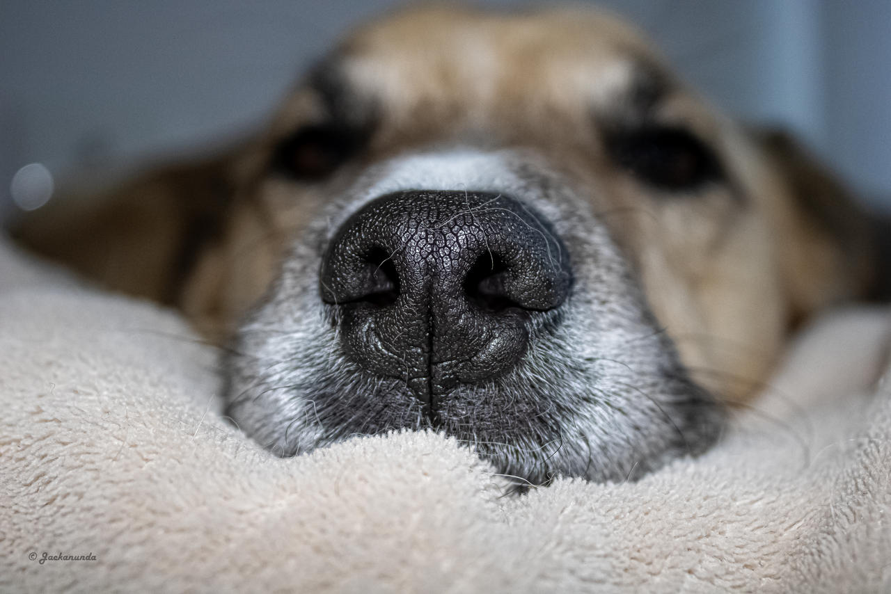 Man's best friend